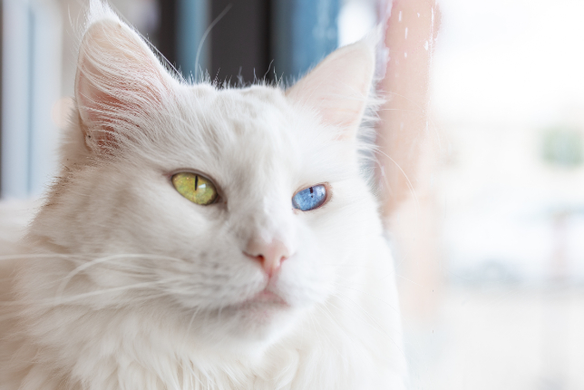 Manifestarea si prevalenta heterocromiei - pisica alba, heterocromie oculara