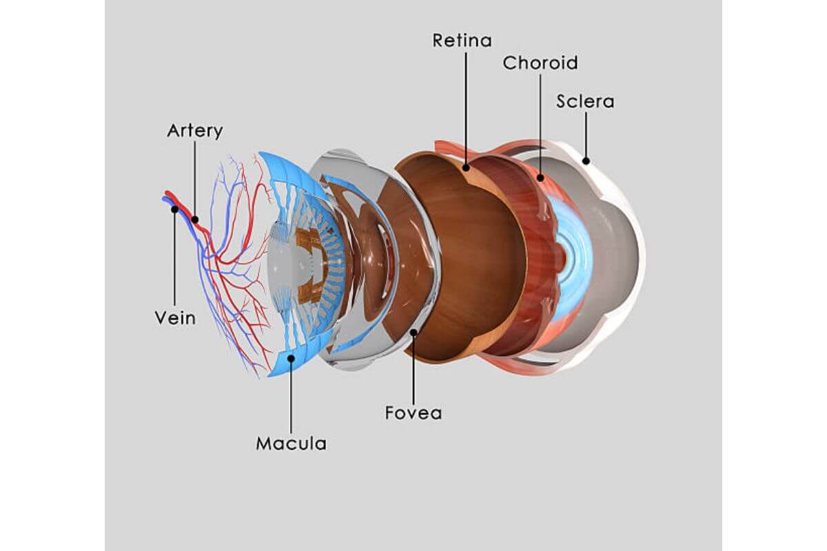Harta componente ochi