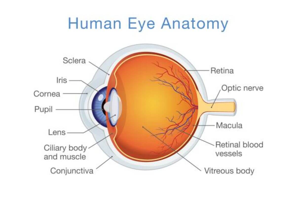 Harta componente ochi